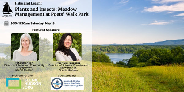 Plants and Insects: Meadow Management at Poets’ Walk Park